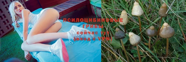шишки Новодвинск